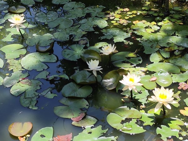 大安森林公園、港墘公園、文德三號公園【走路趣尋寶】【臺北健走趣】2549689