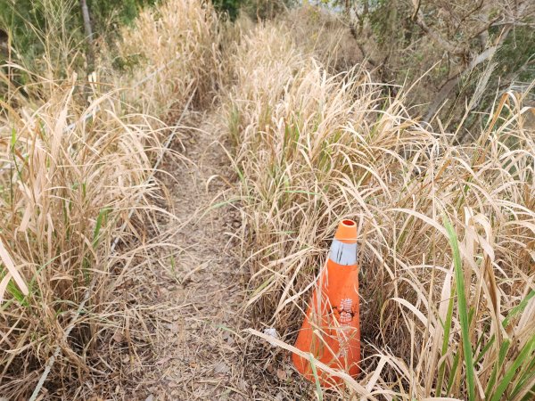 20260125口山步道2995131