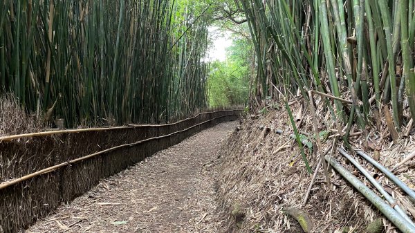 陽明山橫嶺古道|搭公車就能到京都嵐山竹林美景||澄園秘境賞梅前山公園悠閒野餐1603361