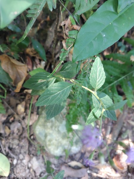 唐麻丹山 蝴蝶谷2918890