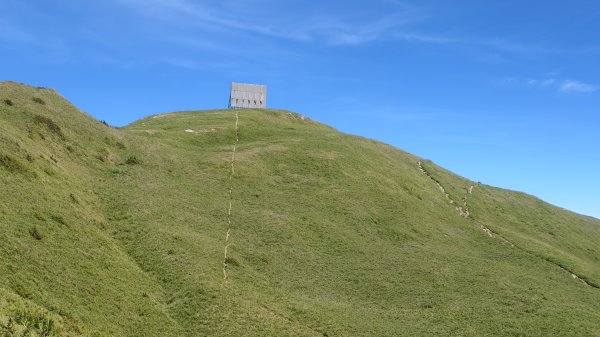 合歡山北峰 小溪營地 鷹角石 合歡北峰名樹2903405