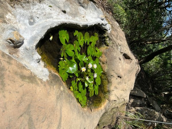 20230916_五寮尖2762656