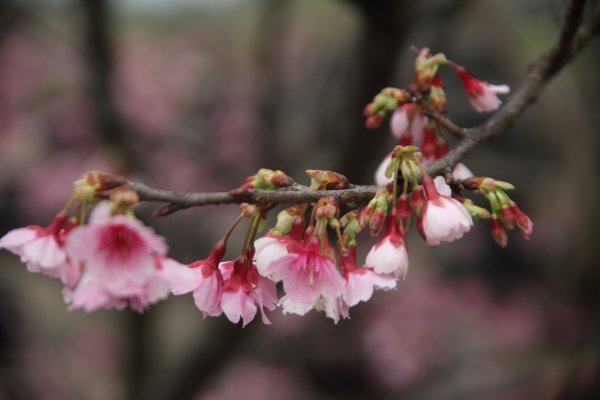 【花季倒數】認識台灣原生種櫻花