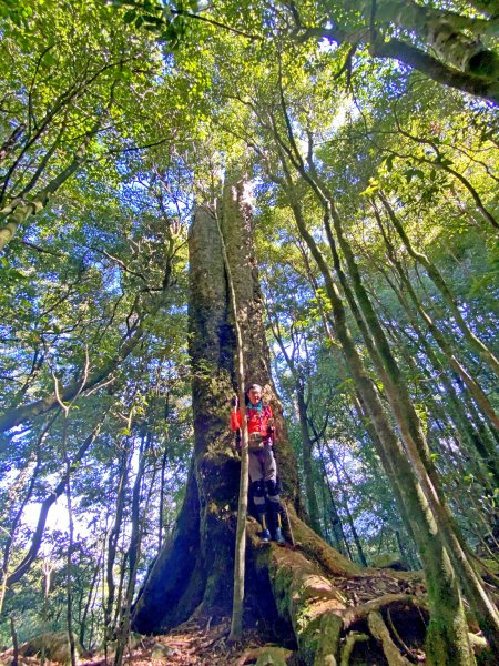 鳶嘴稍來神木、稍來山O型走20209151102467