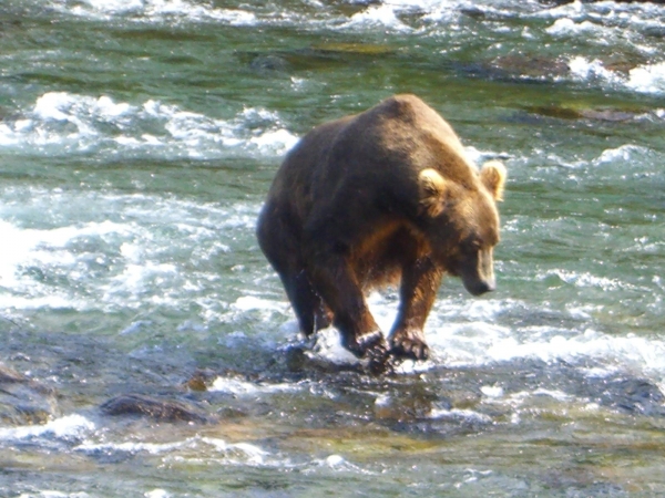 阿拉斯加 露營車 觀賞棕熊 捕食鮭魚健行之旅51893