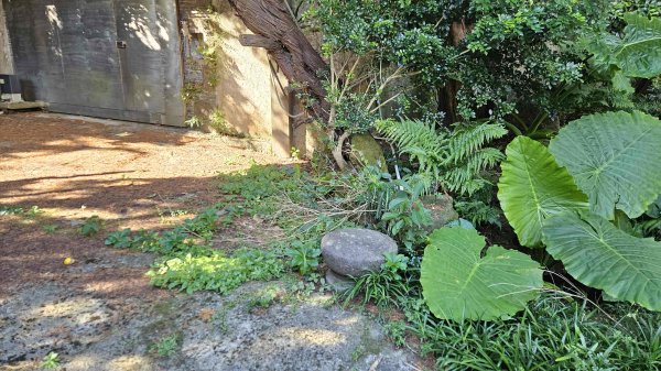 20251002竹子湖三-七窟餐廳-六窟溫泉-廢棄餐廳石佛(消失)-大石閣(騎車爬山)2900653