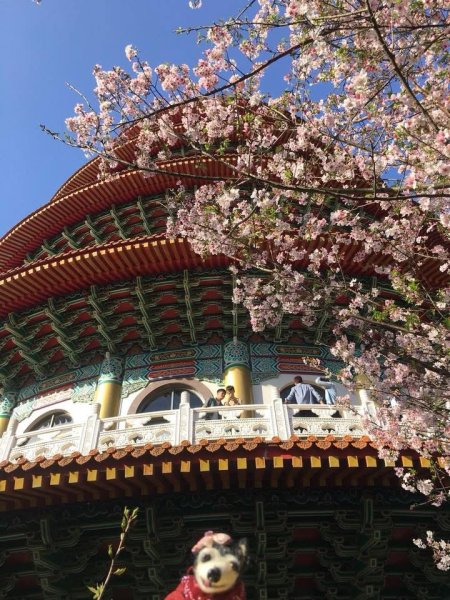 淡水天元宮賞櫻-三芝千手觀音如來2718448