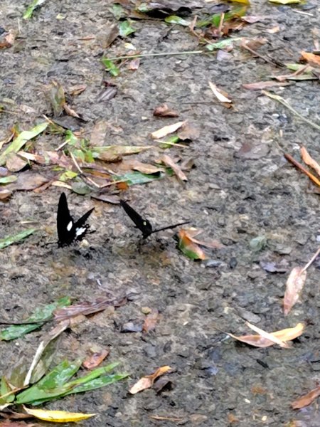 能高瀑布 慶安宮 頂猴洞山 猴頂洞山南峰 福興山2883699