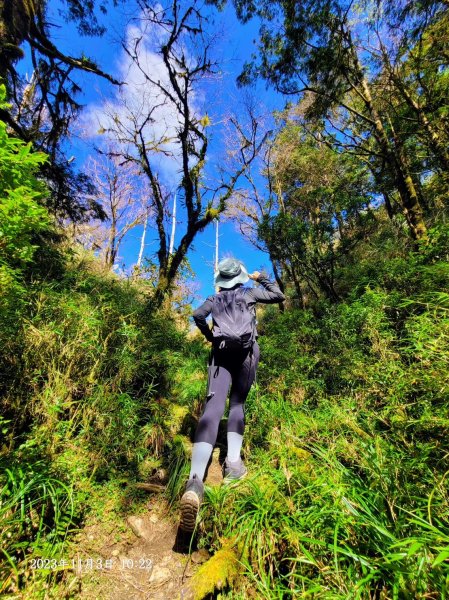 三星山+三星池+望洋山+太平山山毛櫸2432926