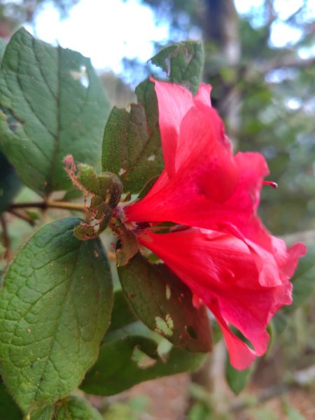 守關山南峰 守關山 守城大山2919120