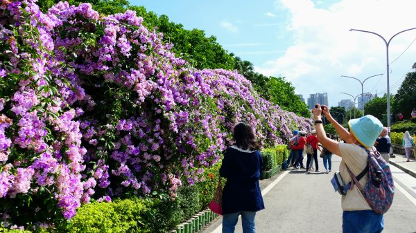 泰山蒜香藤,中港大排2642739