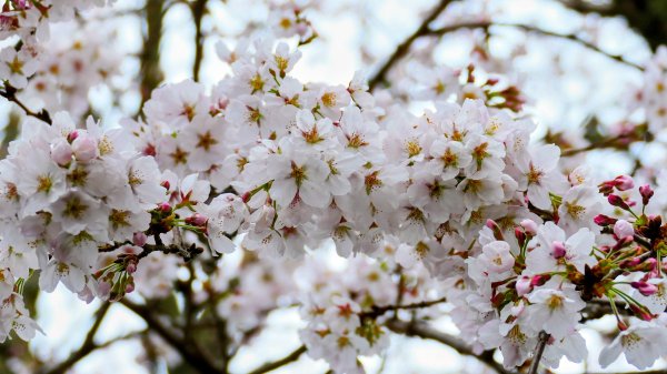 宮崎高千穗峽,愛情十字海3027809