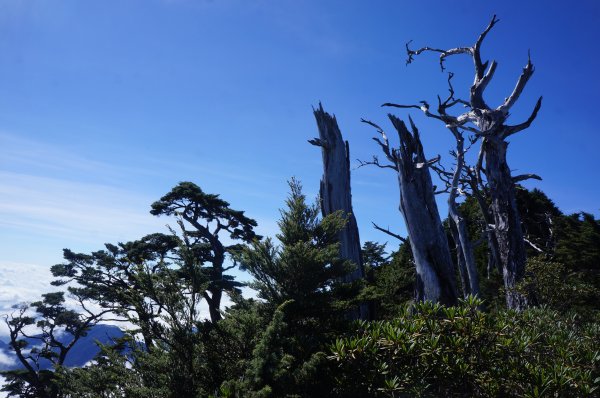 無與倫比的臺灣鐵杉與雲海～北大武山1125129