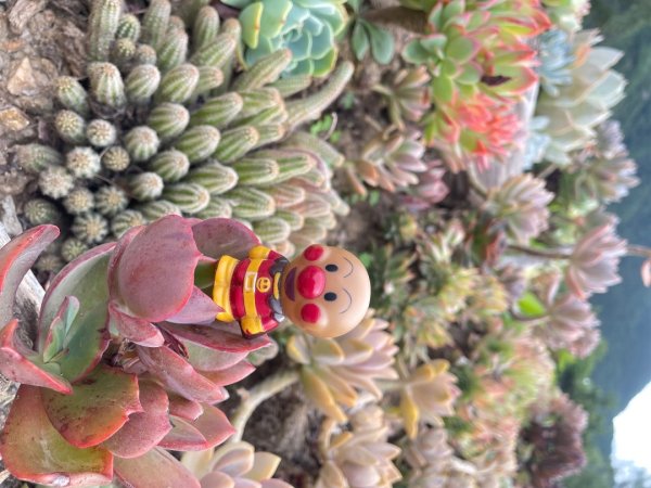 川藏深度之旅33天/A行程2901251