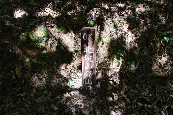 雪見大板根2924707