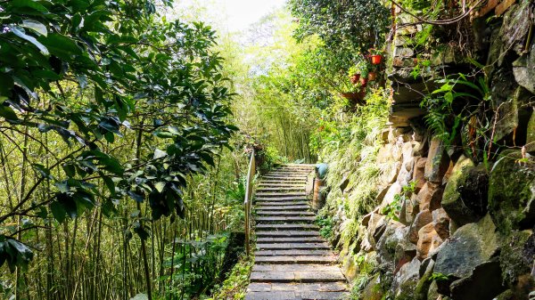 平菁街櫻花2697242