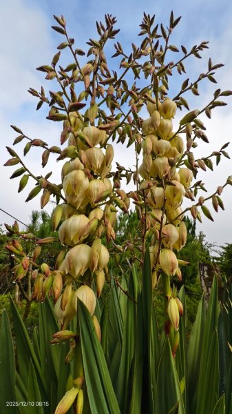 陽明山趴趴走 12/102958584