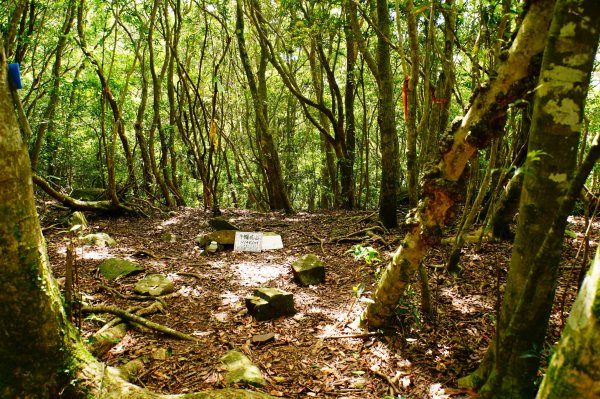 新竹 尖石 道下山、牛欄坑山、大混山3064756