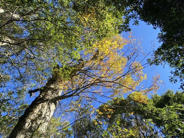 114.11.16 北得拉曼追黃金山毛櫸2937915