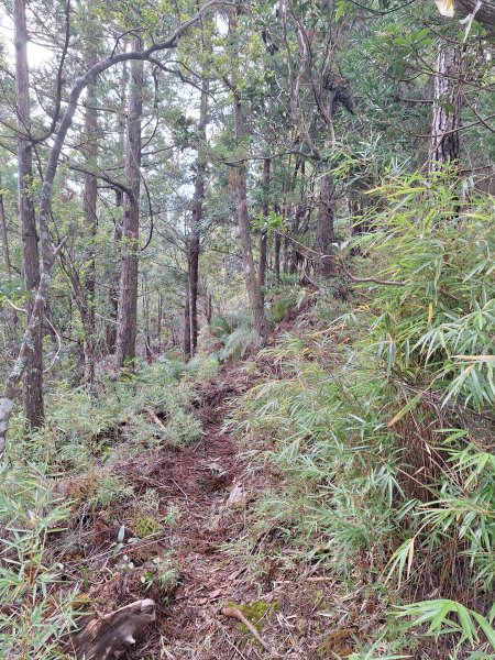 觀霧之榛山O型202411232653904