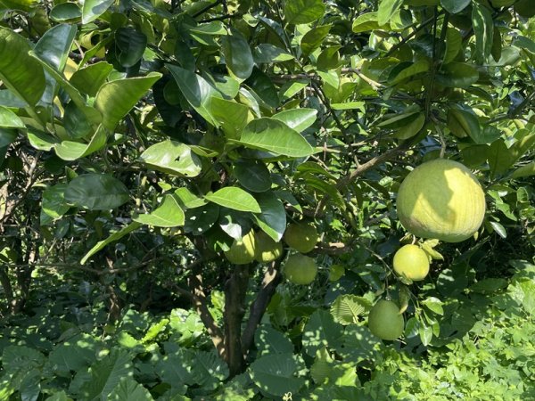 【大棟山系】百年大榕樹2858094