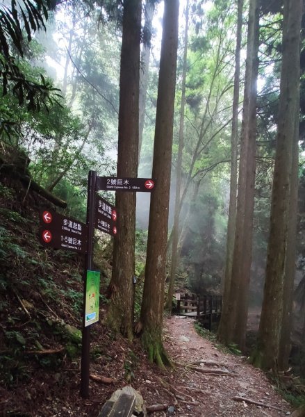 檜山巨木森林步道1779529