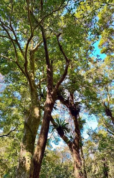 雪山坑登山步道尋巨人2978488