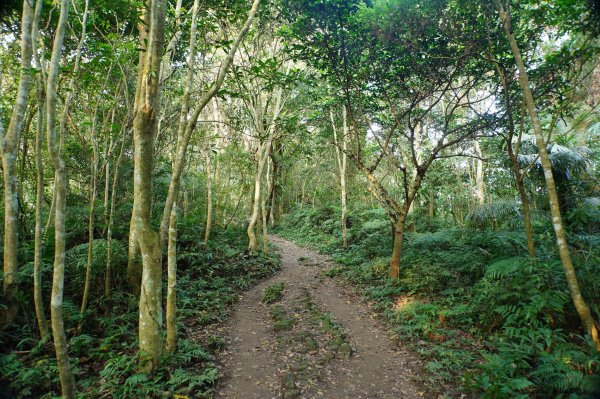 桃園 大溪 新溪洲山、溪洲山、林嵩壽山、內湳溝山、頭寮山3006206