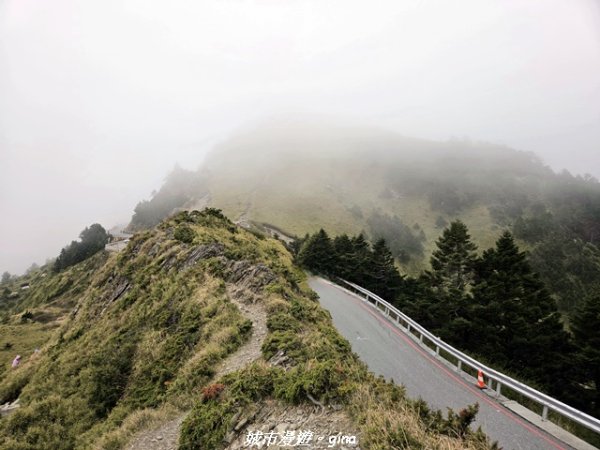 【南投仁愛】合歡東峰步道x合歡石門山步道(賞杜鵑)3052461