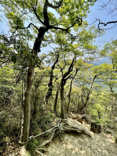 北插天山-水晶蘭,杜鵑,山毛櫸1337496