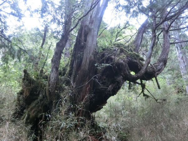 檜木原始林．鐵杉林自然步道380330