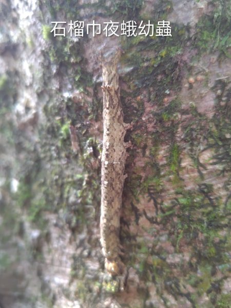 關頭山 舊武界越山 巴蘭山2892109