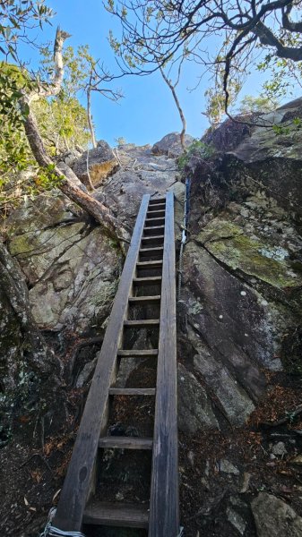 20250209橫沙笛鳶嘴醜肥大西稜O型2709376