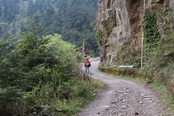 合歡溪步道，非常適合森林浴336328