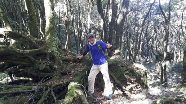 八仙山國家森林步道 2016 12 10191767