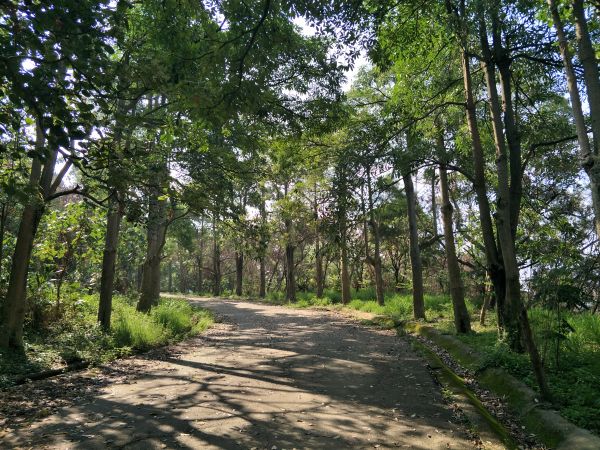 2018 04 18 咬人狗坑登山步道(三汀山)314141