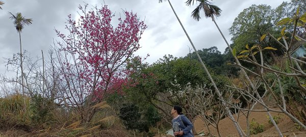 20230205_后里鳳凰山+觀音山步道2021761