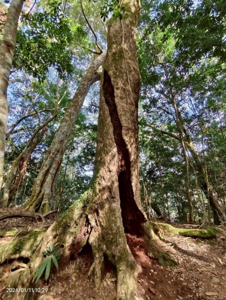 🌈1/11（日）六龜警備道~小百岳~鳴海山×網子山✨FB：熊熊趴爬走🌈2980536