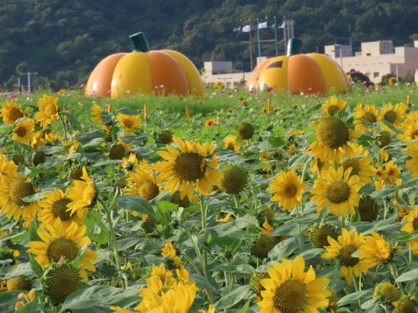 ［大佳河濱公園］［向日葵］2329574