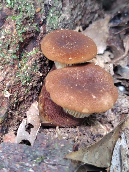 長壽山、肥崠山、醜崠山、大崠山、大崠山經建版2931946