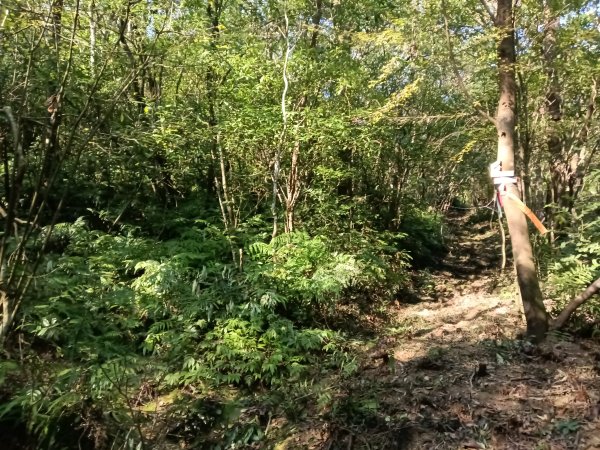 雙溪區大平林山+后番子坑古厝+后番子坑山+武山煤礦事務所+焦炭窯O型2988524