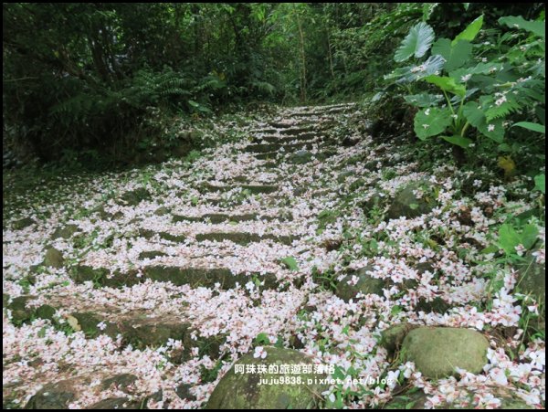    十一指古道包場賞桐花573599
