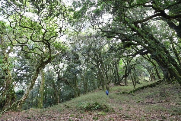 阿里山三霞 -- 楠梓仙溪左岸 南霞山1490254