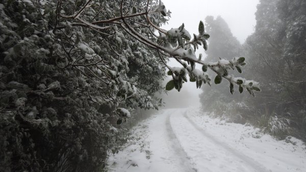 台北後花園下雪了 ！1232095