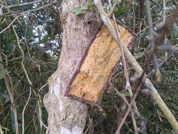 盆貿里山三盆連走2749598