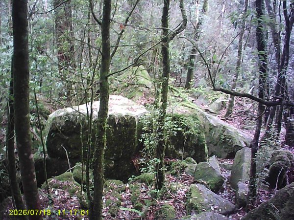 大雪山林道橫嶺山步道、橫嶺山、沙蓮山、笛吹山O繞3090405