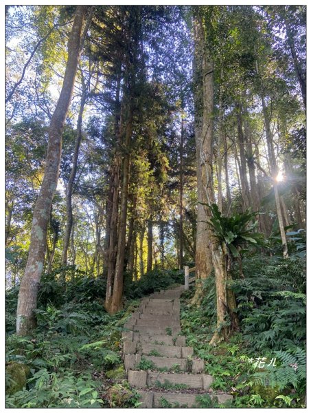 鳳凰谷步道(鹿谷鄉)2690439