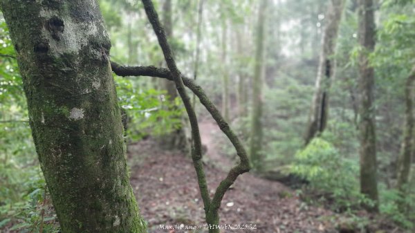 《雲林》望好望角｜石壁山嘉南雲峰步道(中側登山口）202506072805379