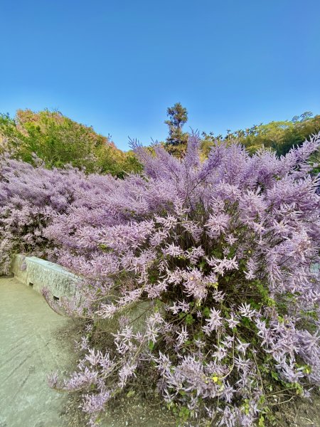 粉紅色悸動--古坑.萬年峽谷麝香木順撿雲林古坑基石 2023/03/082061914