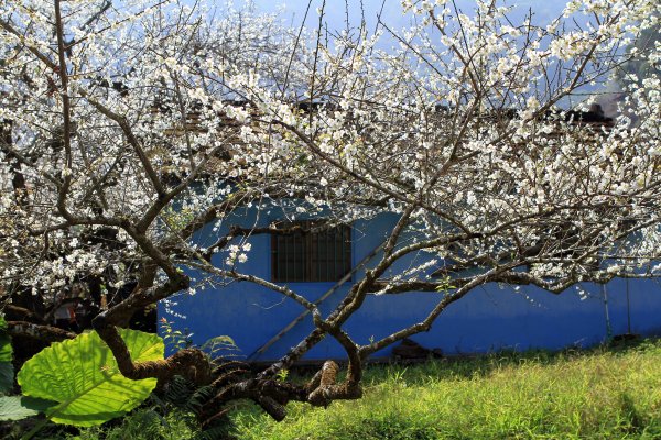 【南投~信義 】牛稠坑賞梅1254950